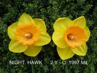 Narcis 'Night Hawk' - Velkokorunné narcisy (Narcissus)
