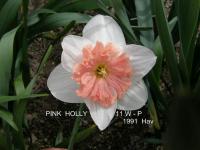 Narcis 'Pink Holly' - Collar narcisy (Narcissus)