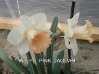 Narcis 'Pink Jaguar' - Trubkovité narcisy (Narcissus)