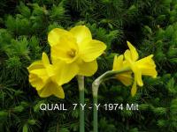 Narcis 'Quail' - Jonquilla narcisy (Narcissus)