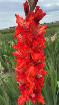 Mečík 'Kandake' (Gladiolus)