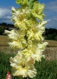 Mečík 'Citrónový dezert' (Gladiolus)