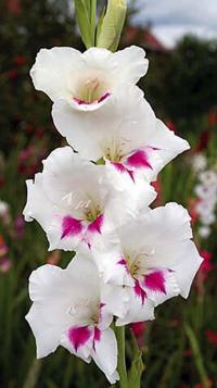 Mečík 'Koia' (Gladiolus)