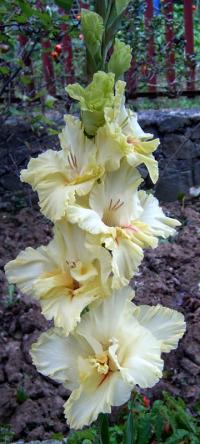 Mečík 'Kontesa' (Gladiolus)