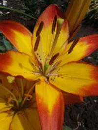 Lilie 'Cancun' - Asijské hybridy vysoké