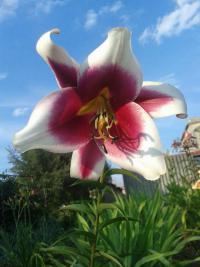 Lilium x hybridum        'Friso'  Lily flowers