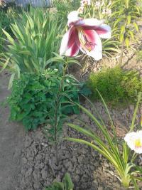 Lilium x hybridum  'Friso'  Lily plant