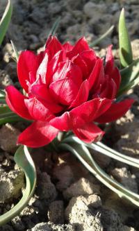 Tulipa humilis var. pulchella          'Tete a Tete'  Tulip flowers