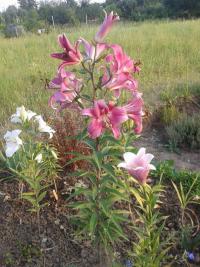 Lilium x hybridum  'Robina'  Lily plant