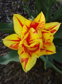 Tulipán 'Monsella' - Plnokvěté rané tulipány (Tulipa)