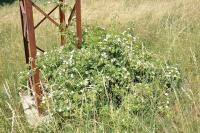 Růže polní (Rosa agrestis)