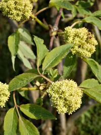Bez hroznatý (Sambucus racemosa)