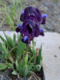 Kosatec nízký (Iris pumila)