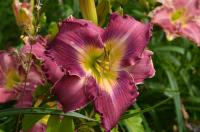 Denivka (Hemerocallis)