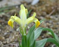 Kosatec (Iris)