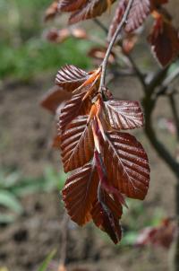 Buk lesní 'Purple Fountain' (Fagus sylvatica)