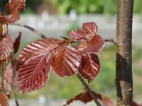 Buk lesní 'Purple Fountain' (Fagus sylvatica)