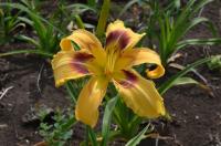 Denivka 'Gamma Galaxy' (Hemerocallis)