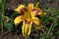 Denivka 'Gamma Galaxy' (Hemerocallis)
