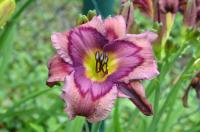 Denivka 'In Taffeta Patterns' (Hemerocallis)