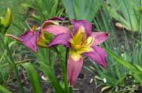 Denivka 'Aqua Tech' (Hemerocallis)