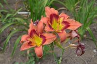 Denivka 'Carnival in Mexico' (Hemerocallis)