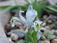 Kosatec (Iris subdecolorata)