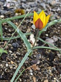 Tulipán (Tulipa platystemon)