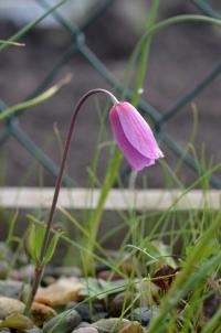 Sasanka páví (Anemone pavonina)
