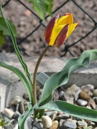 Tulipán (Tulipa toktogulica)