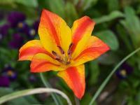 Tulipán (Tulipa ostrowskiana)