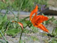 Tulipán (Tulipa ostrowskiana)