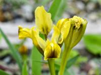 Kosatec (Iris scariosa)