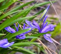 Kosatec (Iris brevituba)