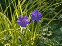 Kakost (Geranium saxatile)