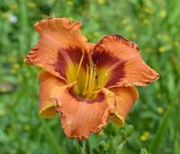 Denivka 'Folk Art Fest' (Hemerocallis)