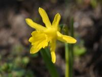 Narcis (Narcissus munozii-garmendia)