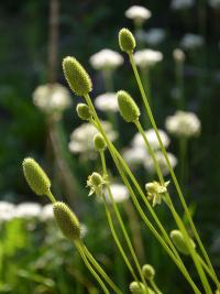 Sasanka (Anemone cylindrica)
