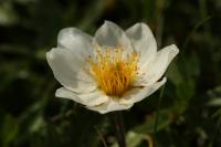 Dryádka osmiplátečná (Dryas octopetala)