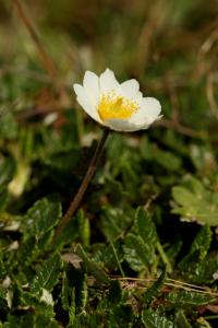 Dryádka osmiplátečná (Dryas octopetala)