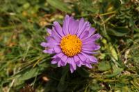 Hvězdnice alpská (Aster alpinus)