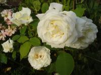 Růže 'Kosmos' - Mnohokvěté růže (Rosa)