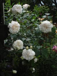 Rosa  'Praha 89'  Rose plant