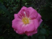 Růže 'Rejtö Jenö' - Mnohokvěté růže (Rosa)