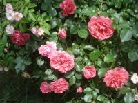 Růže 'Rosarium Uetersen' (Rosa)