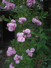 Rosa 'Parník Liptov' Rose flowers Rosa 'Parník Liptov' Rose flowers