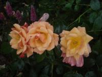 Růže 'Aprikola' - Mnohokvěté růže (Rosa)
