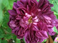 Růže stolistá 'Deuil de Paul Fontaine' (Rosa x centifolia)