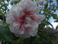 Růže 'Edmond Proust' (Rosa)