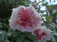 Růže 'Edmond Proust' (Rosa)
